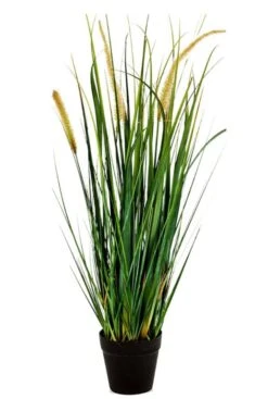 Grasplant Foxtail Wild