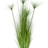 Grasplant Cyperus Haspan -Groen Planten Shop grasplant kunstplant 1