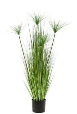 Grasplant Cyperus Haspan