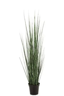 Grasplant Zebra Gracilis