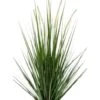 Grasplant Alopecurus 1 Grasplant Alopecurus -Groen Planten Shop grasplant zijdeplant nepplant