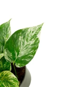 Scindapsus Pinnatum Marble Queen - Epipremnum 7 Scindapsus Pinnatum Marble Queen - Epipremnum -Groen Planten Shop groen blad met wit