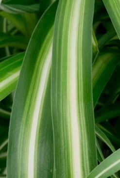 Chlorophytum Bonnie - Graslelie -Groen Planten Shop groen met witte bladeren