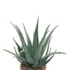 Aloe Vera - Wonderplant 2 Aloe Vera - Wonderplant -Groen Planten Shop grote aloe vera plant
