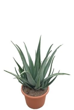 Aloe Vera - Wonderplant