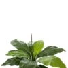 Anthurium Jungle King - Flamingoplant 1 Anthurium Jungle King - Flamingoplant -Groen Planten Shop grote anthurium kunstplant