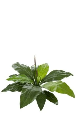 Anthurium Jungle King - Flamingoplant