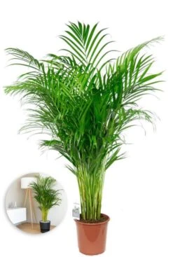 Areca - Goudpalm