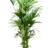 Kentia (extra Vol) - Howea Forsteriana 1 Kentia (extra Vol) - Howea Forsteriana -Groen Planten Shop grote kentia palm kamerplant 5