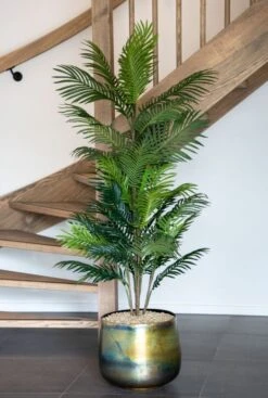 Areca Palm