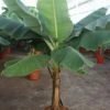 Musa Dwarf Cavendish - Bananenplant 1 Musa Dwarf Cavendish - Bananenplant -Groen Planten Shop grote musa kamerplant