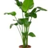 Strelitzia Nicolai - Paradijsvogelplant 1 Strelitzia Nicolai - Paradijsvogelplant -Groen Planten Shop grote strelitzia plant 1
