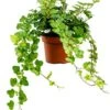 Hedera Helix Wonder - Klimop -Groen Planten Shop hedera klimop 12
