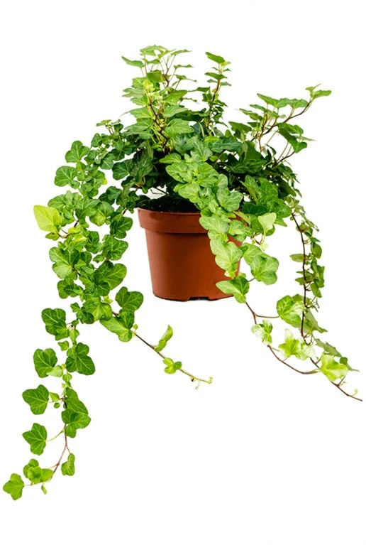 Hedera Helix Wonder - Klimop 3 Hedera Helix Wonder - Klimop