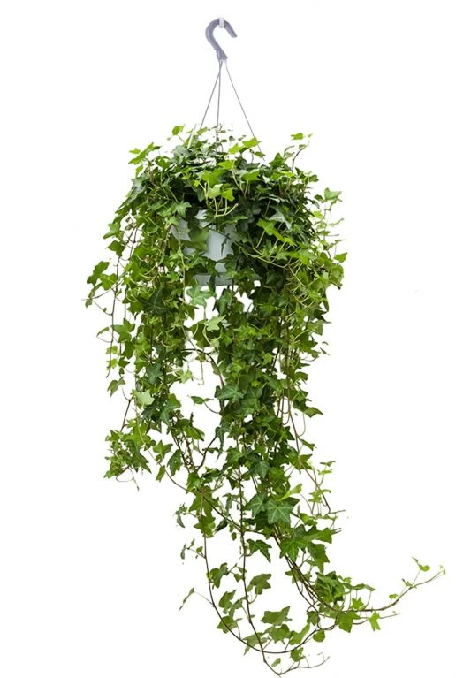 Hedera Pittsburgh - Klimop 3 Hedera Pittsburgh - Klimop