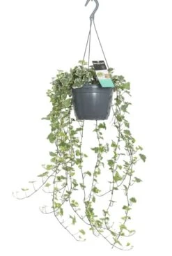 Hedera Helix Bont - Klimop