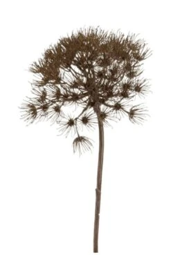 Berenklauw Heracleum