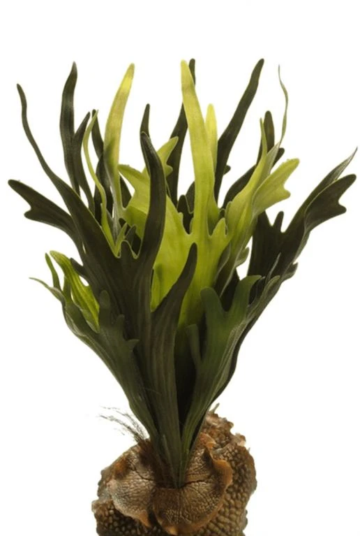 Hertshoorn Varen 3 Hertshoorn Varen