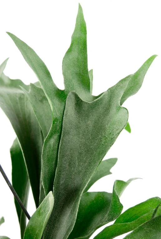 Platycerium Bifercatum - Hertshoornvaren 4 Platycerium Bifercatum - Hertshoornvaren - Afbeelding 2