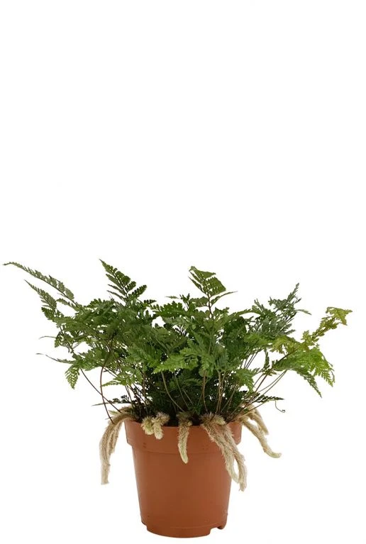 Humata Tyermannii - Apenpootje 3 Humata Tyermannii - Apenpootje