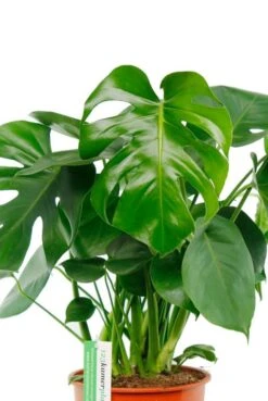 Monstera - Gatenplant 10 Monstera - Gatenplant -Groen Planten Shop kamerplant gatenplant