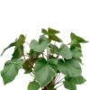 Homalomena Rubescens Maggy -Groen Planten Shop kamerplant met grote bladeren 1