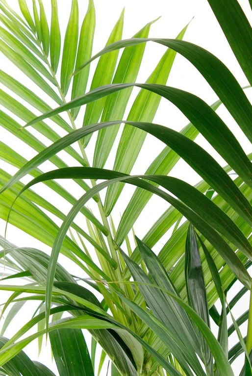 Kentia Hydroplant - Howea Forsteriana 4 Kentia Hydroplant - Howea Forsteriana - Afbeelding 2