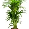 Kentia - Howea Forsteriana -Groen Planten Shop kentia kamerplant op hydrokorrels