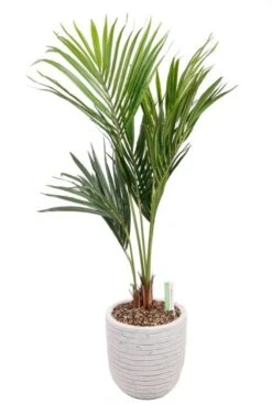 Kentia Palm 11 Kentia Palm -Groen Planten Shop kentia kunstpalm in witte pot 1