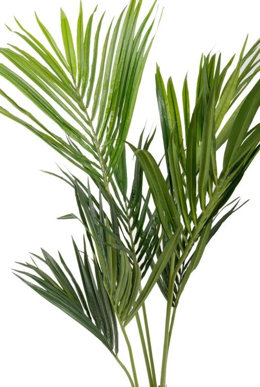Kentia Palm 6 Kentia Palm - Afbeelding 4