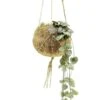 Kokodama Ceropegia Woodii - Chinees Lantaarnplantje 2 Kokodama Ceropegia Woodii - Chinees Lantaarnplantje -Groen Planten Shop kokodama ceropegia woodii 1