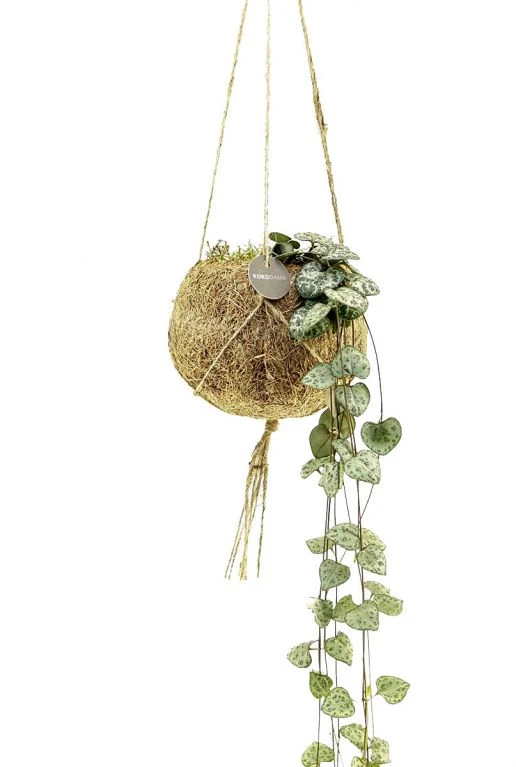 Kokodama Ceropegia Woodii - Chinees Lantaarnplantje 3 Kokodama Ceropegia Woodii - Chinees Lantaarnplantje