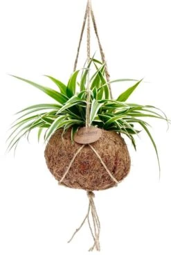 Graslelie (Chlorophytum Ocean) - Graslelie