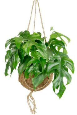Kokodama Monstera Minima - Gatenplant