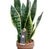 Kokodama Sansevieria - Vrouwentong -Groen Planten Shop kokodama sansevieria