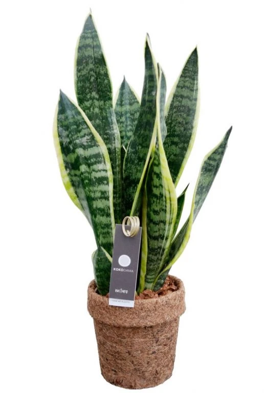 Kokodama Sansevieria - Vrouwentong 3 Kokodama Sansevieria - Vrouwentong