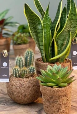 Kokodama Sansevieria - Vrouwentong 5 Kokodama Sansevieria - Vrouwentong -Groen Planten Shop kokodama sansevieria 1