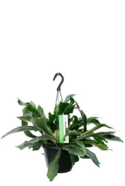 Platycerium - Hertshoornvaren