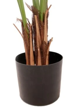 Kentia Palm 9 Kentia Palm -Groen Planten Shop kunstpalm kamerplant 1