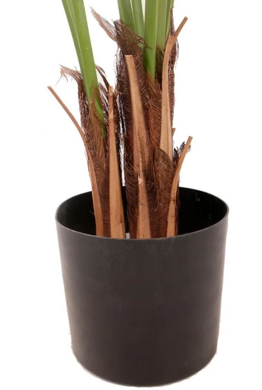 Kentia Palm 5 Kentia Palm - Afbeelding 3