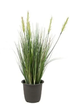 Gras Plant