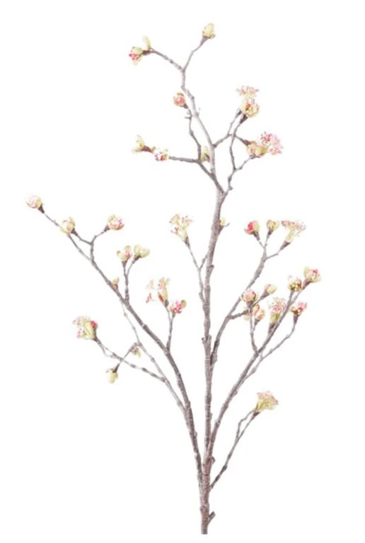 Maple Fruit 3 Maple Fruit