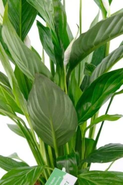 Spathiphyllum Vivaldi - Lepelplant -Groen Planten Shop lepelplant met grote groende bladeren