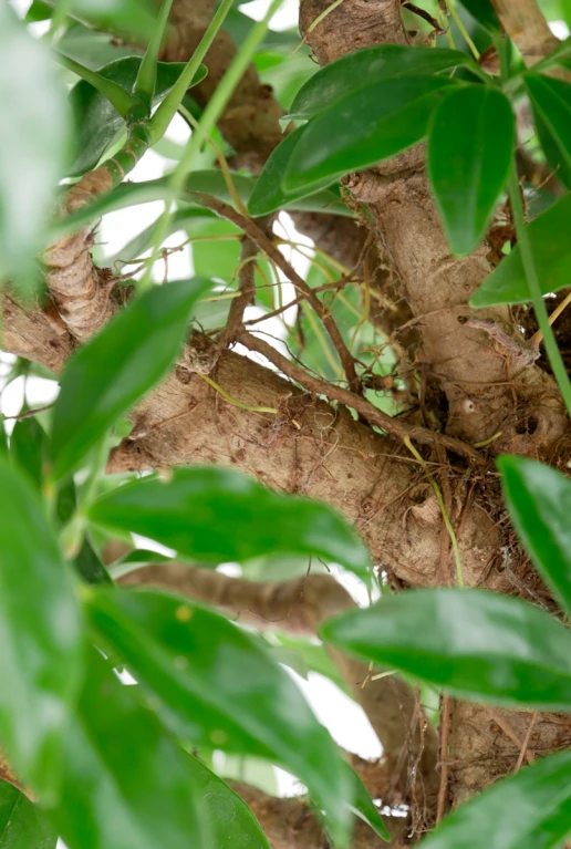 Schefflera Compacta - Vingersboom 6 Schefflera Compacta - Vingersboom - Afbeelding 4