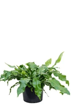 Microsorum Crocodyllus - Javavaren