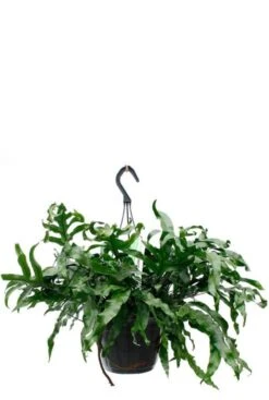 Microsorum - Javavaren