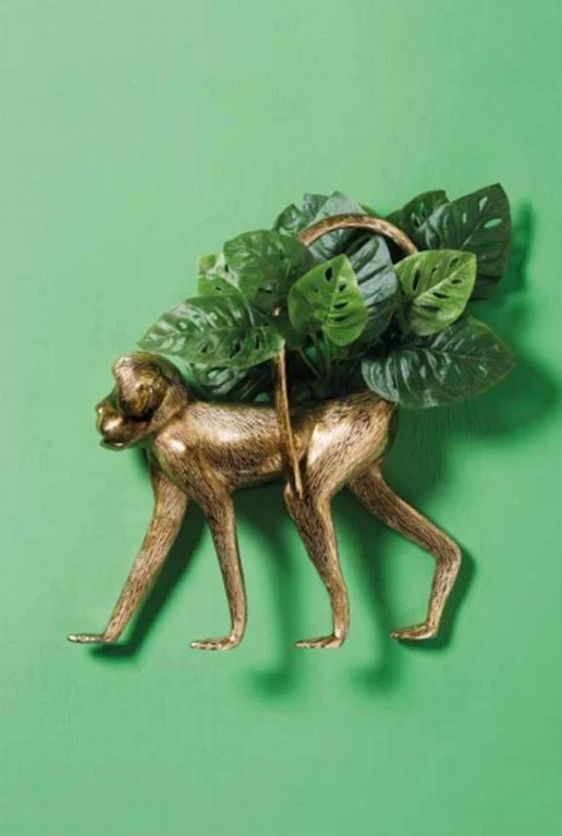 Monstera Monkey - Gatenplant 5 Monstera Monkey - Gatenplant - Afbeelding 3