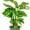 Monstera Adansonii - Stekje 2 Monstera Adansonii - Stekje -Groen Planten Shop monstera obliqua stekje