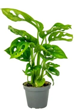 Monstera Adansonii - Stekje