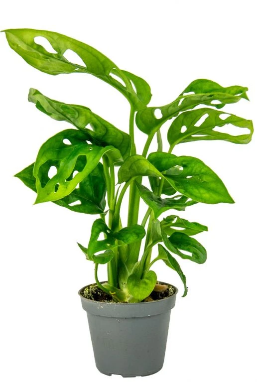 Monstera Adansonii - Stekje 3 Monstera Adansonii - Stekje